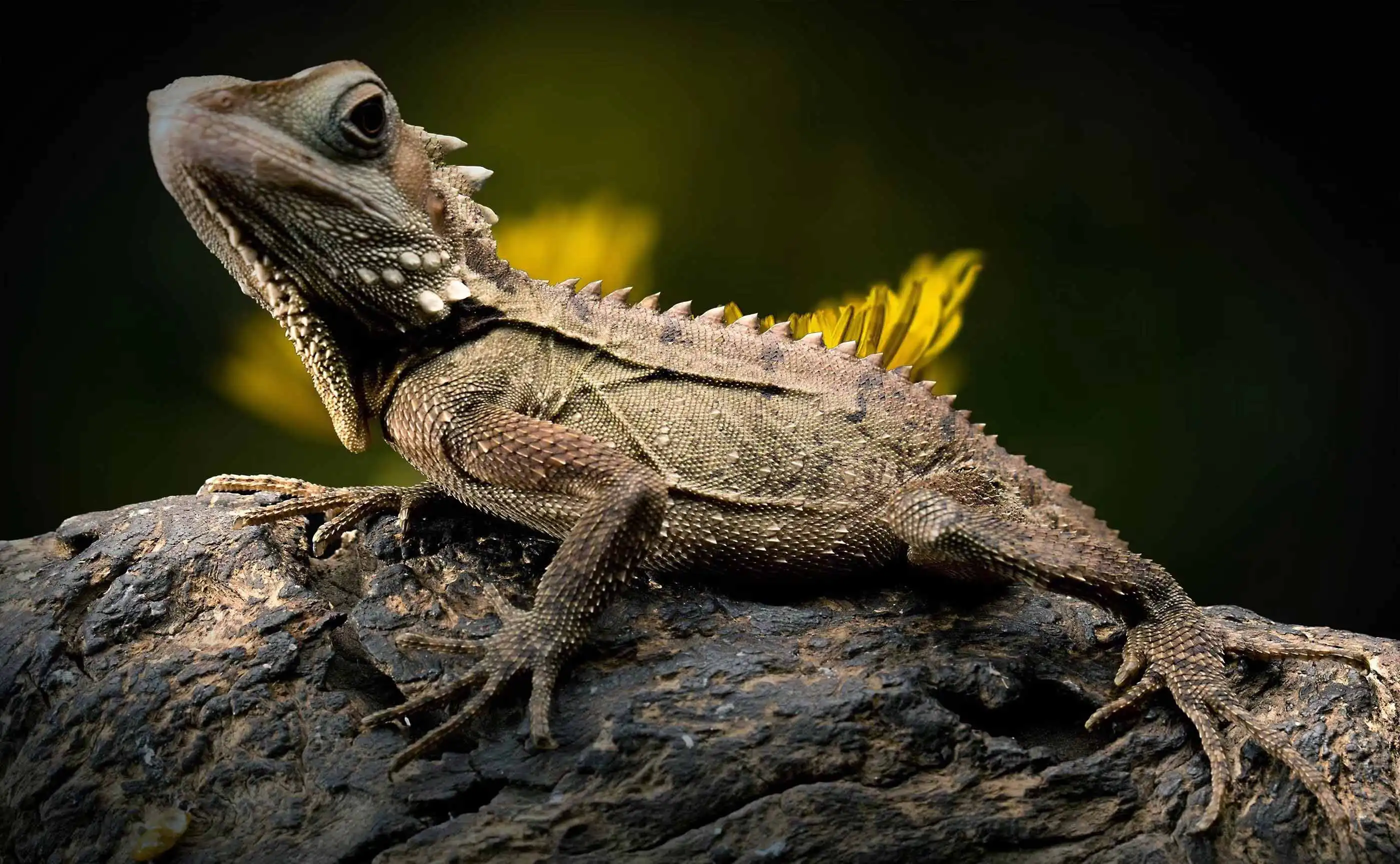Reptile Cork Background