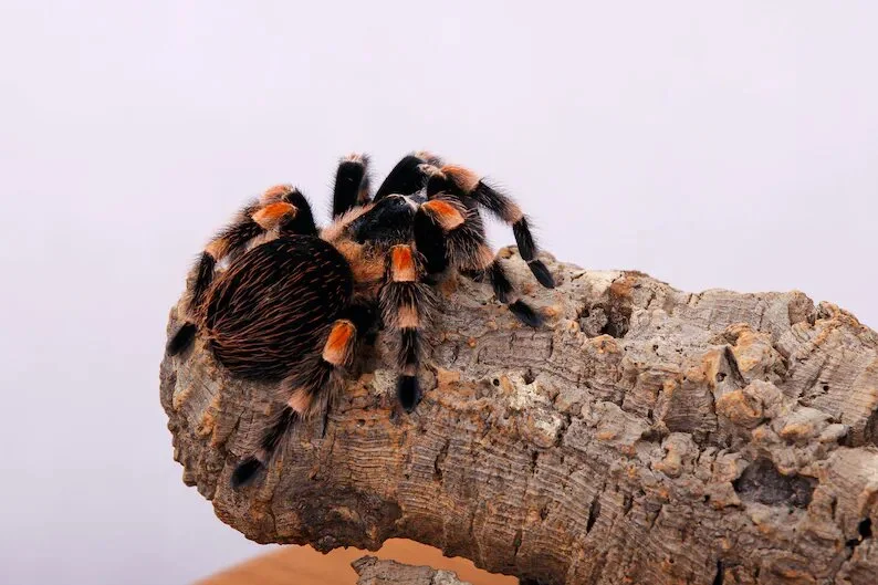 cork reptile bark cork reptile bark