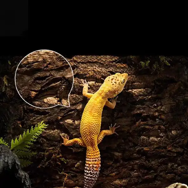 Reptile Terrarium Background Reptile Terrarium Background