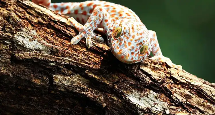 Cork Bark Background Cork Bark Background