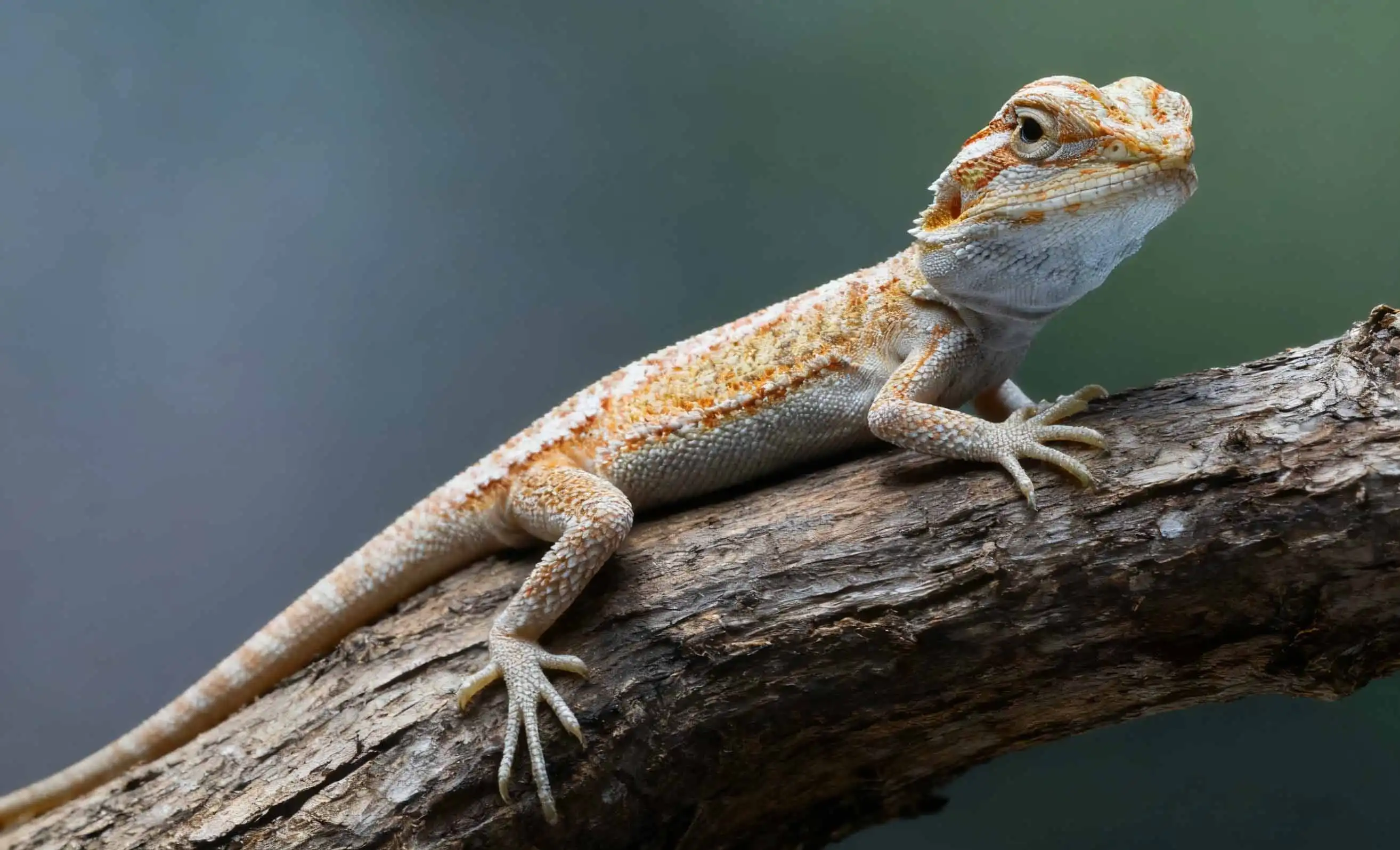 reptile habitat reptile habitat