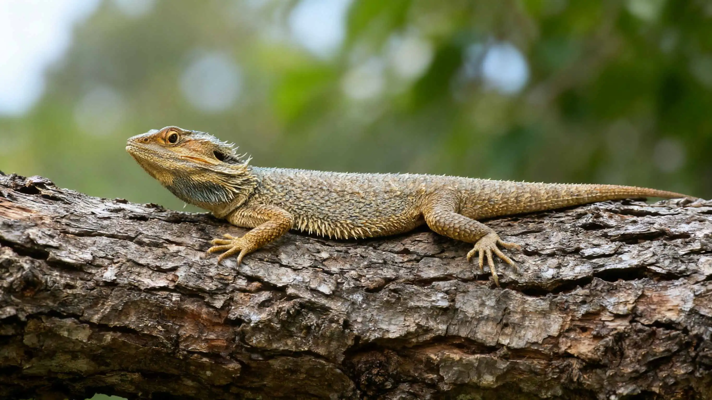 cork tiles reptiles