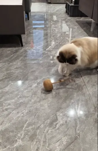 cat tumbler toy cat tumbler toy