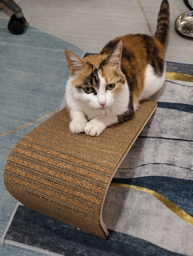 L-cat scratching ramp