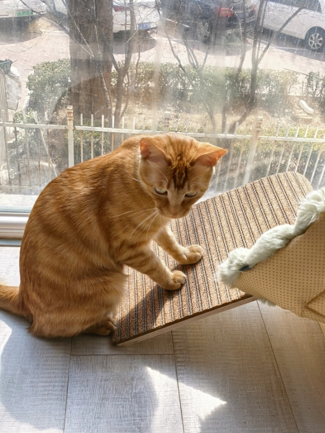 cat scratching ramp cat scratching ramp